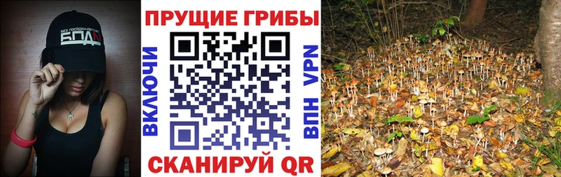 Псилоцибиновые грибы мухоморы  где купить наркоту  Нягань 